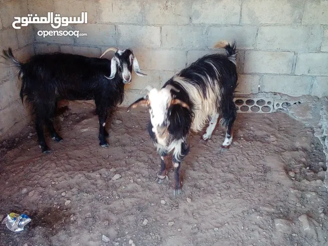 عنزين للبيع عنزين للبيع