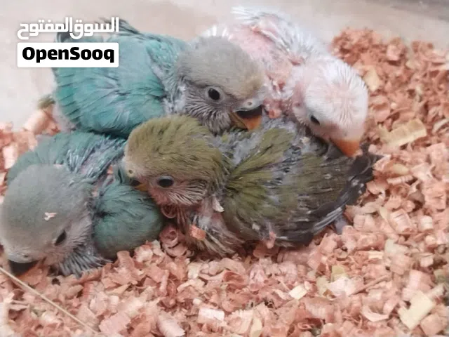 خمسة طروف بركديلو ع 65 جمله عمرهم عمر الترويض لو بتروض عادي لو تبي بي الطرف