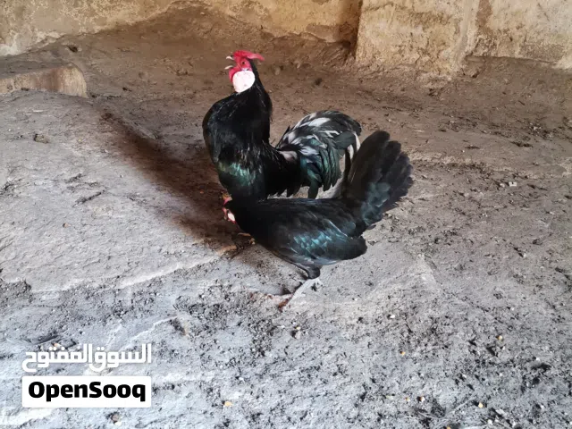 جوز بلتم اسباني محلق