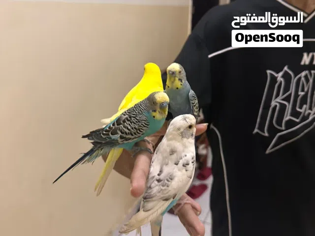 بغبغاء بادجي  اليفين
