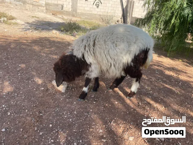 عبوره عمر سيع شهور ونص