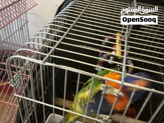 لوري قوي نار شرار للبيع