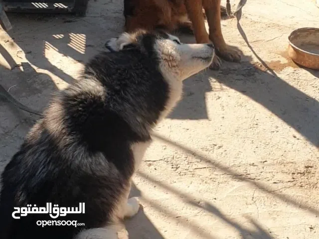 اليف عايش في مزرعه منطقة الحويش