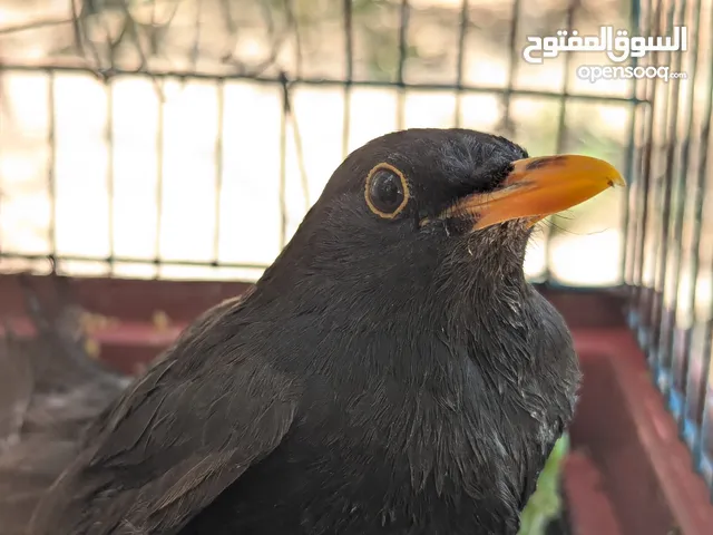 طائر الشحرور للبيع