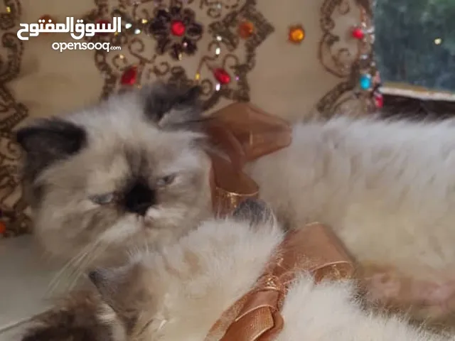 قطة أنثى بيرشن بيكي فيس فصيلة نادرة للبيع في صنعاء ..