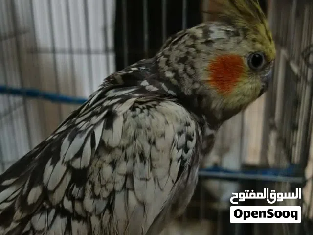 انثى كوكتيل ايزابيل مع قفص 4 معالف بسعر حرررررق اقرا الوصف  ........................................