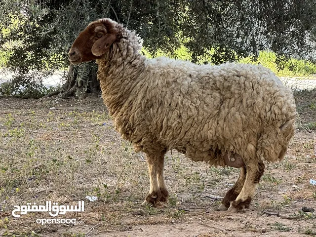 حيونات للبيع