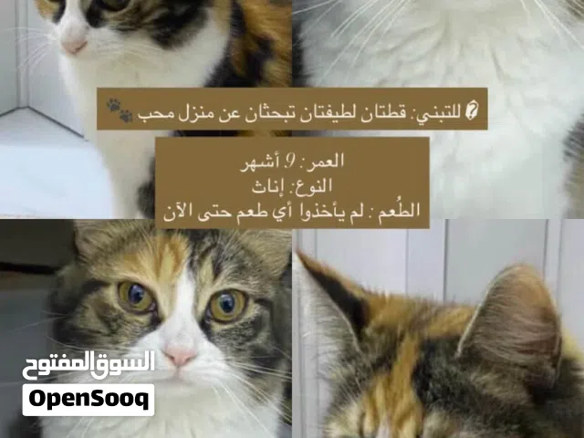 قطتين للتبني - قلقيلية