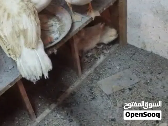 للبيع بط مصري بياض اناث ................... ......................