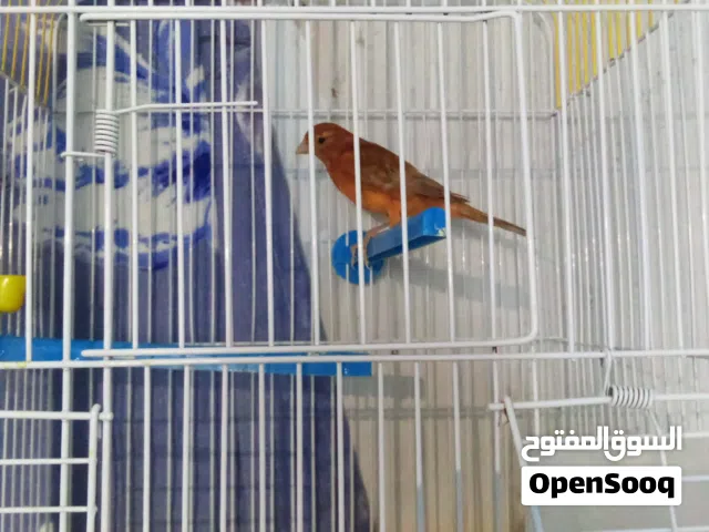 طيور كنار  اقراء الوصف