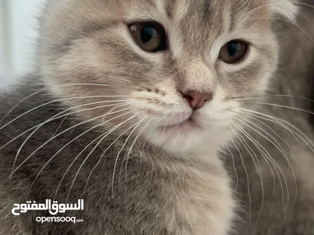 قطة رمادية عمرها شهرين