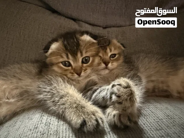 Kittens for Adoption (With Fee) Scottish Fold & Scottish Straight