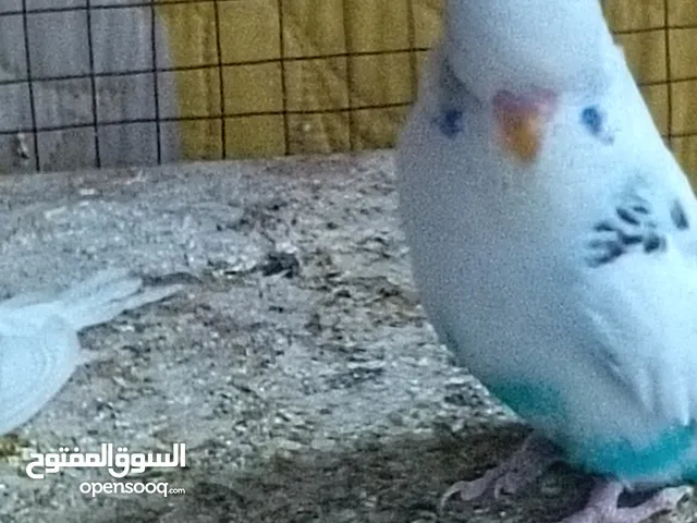 مطلوب نثيه جاهزه كوكتيل شكريه بيضه البينو