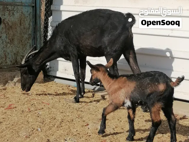 للبيع شاه مع ولدها