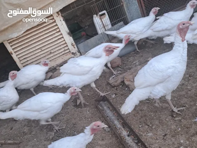 حبش للبيع بسعر مغري
