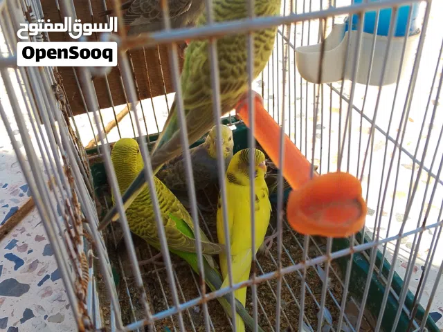 بـقـلـيـنـو