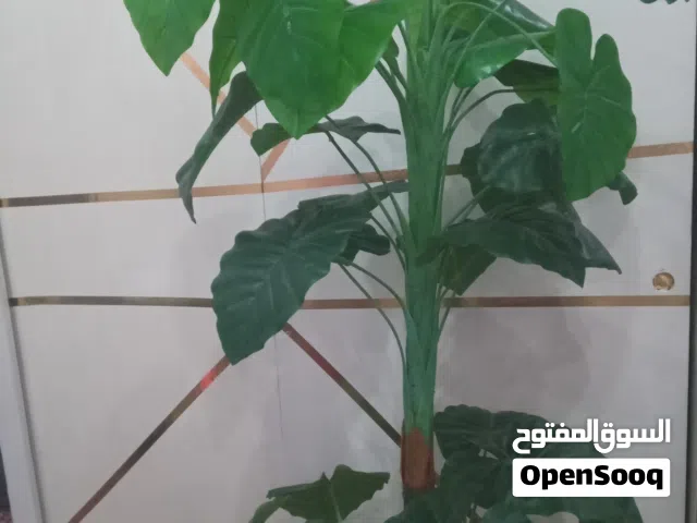 شجرة شبه جديدة بلاستيك كبيرة طولها 185 مع القوار كبيرة وفخمة