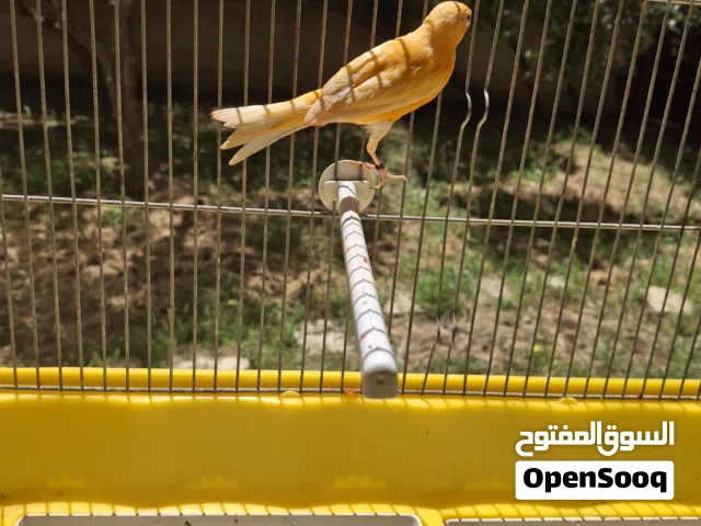 كنار بدوق هوزو احمر