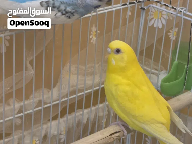 طيور بادجي