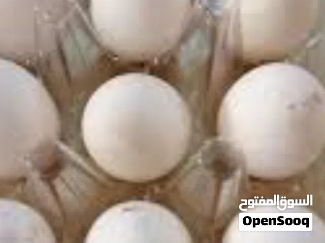 متاح بيض دجاج عرب وردالباكله