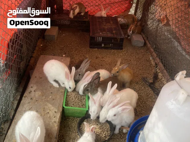 ارانب ممتازة في صحار - يوجد توصيل