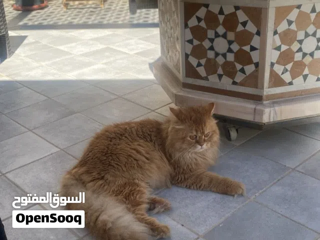 مطلوب حلاقة للقطط