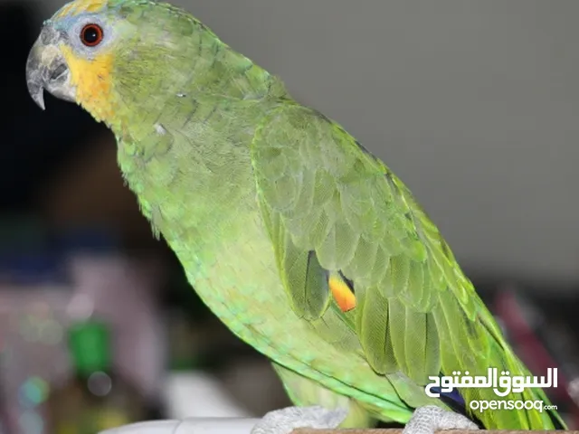 ما شاء الله ببغاء اورنج وينج امزوني مع قفص كبير
