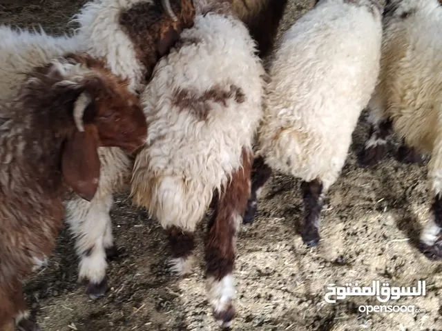 نعيمى محلي اربع شهور طيب للبيع بسعر 115 بدون توصيل الخرفان بكبد لحين نفاذ الكميه عدد محدود