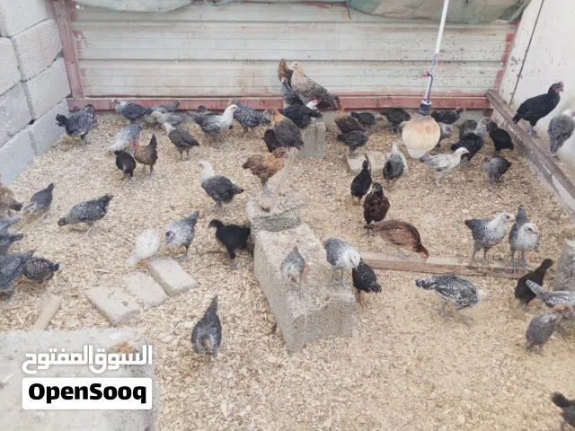 صوص بلدي وفيومي للبيع