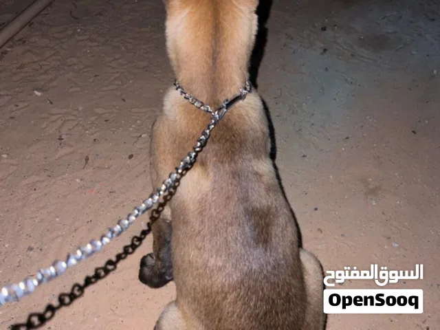 لي البيع  الله يبرك