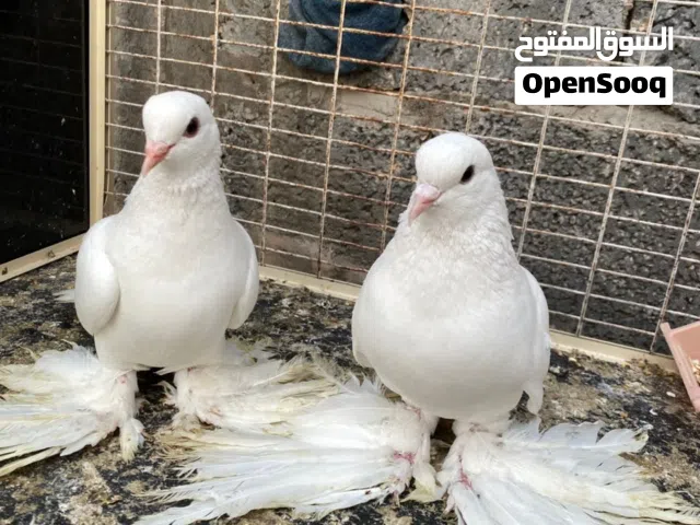 سلام عليكم  عندي حمام موصفات ربي يبارك  تبديل بي كلاب
