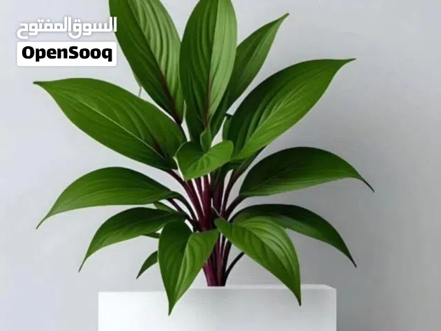 عقار 840 متر ثلاثه طوابق وحديقه ناصيه في ميدان