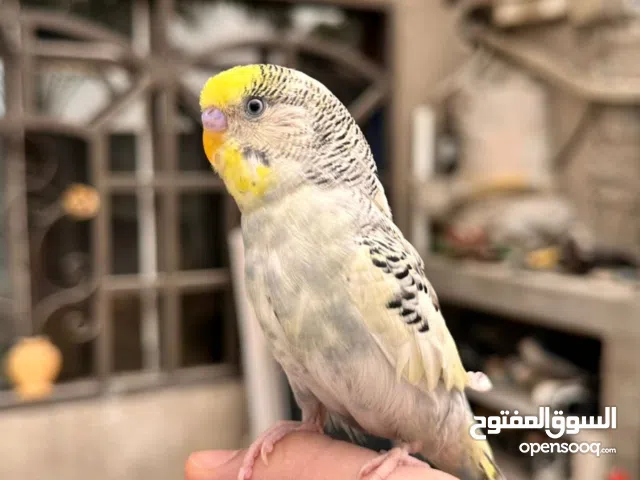 زوج طيور حب قحل ربنبو اليف لعوب و انثة بيهة تبيض