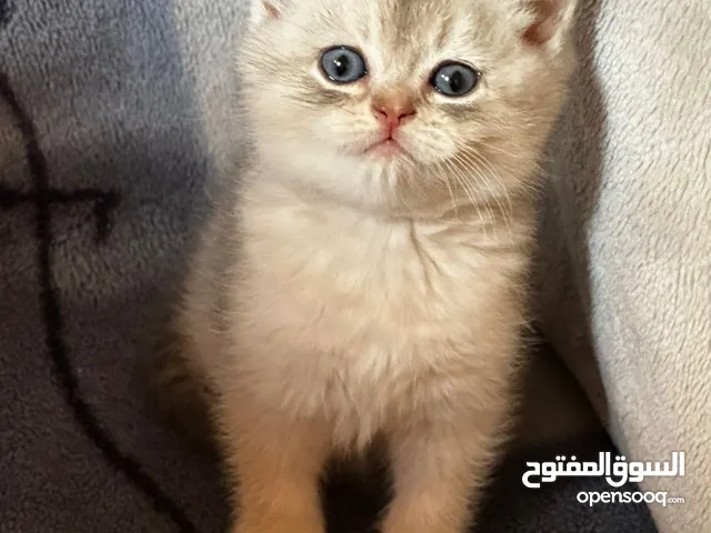 ماشاء الله تبارك الله كتنز سكوتش ستريت للبيع،،،،،،،،،،،،،،،،،..................