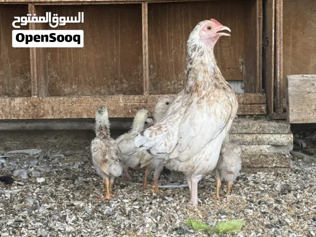 كوشامو القزم
