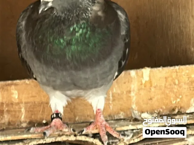 نبيع حمامًا من سلالة ممتازة، ويوجد خصم لمن يشتري كمية أكبر.