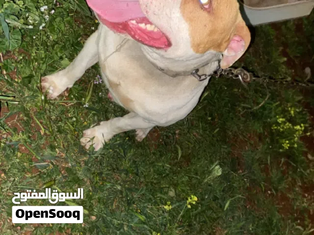 كلب ببتبول للبيع