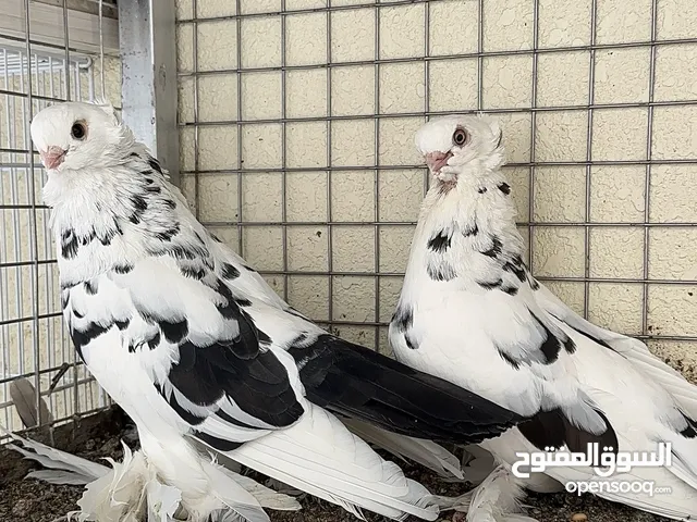 حمام صفاقي او بحريني