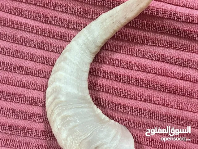 قرن كبش أصلي