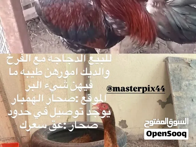 للبيع طير و دجاجه مع الفرخ