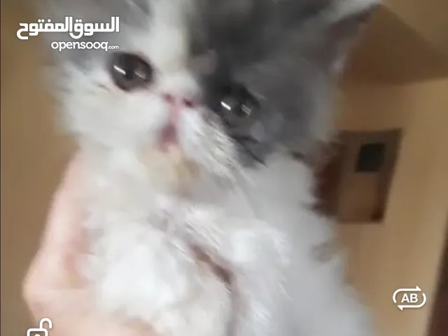 قطه فان اسبوتلس بلو وايت