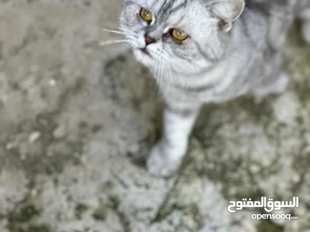 قطط Scottish للبيع