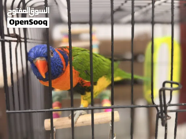 لوري قوس قزح اليف جدا متكلم قليلا مع كامل ملحقاته.