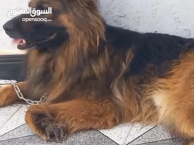 كلب جيرمن للبيع
