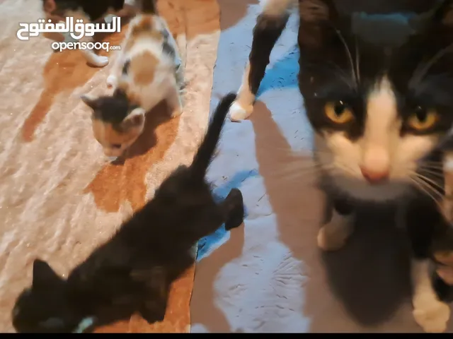 قطة للتبني معها اولادها