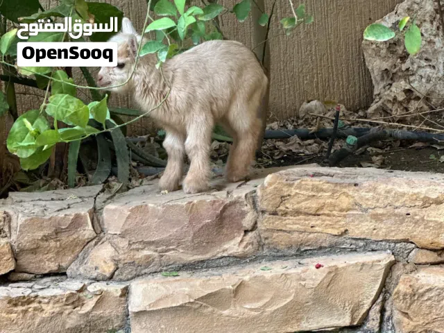 ماعز قزم بلجيكي مميز