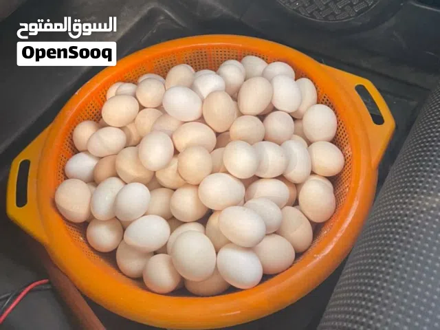 بيض عماني غير مخصب ، للطعام