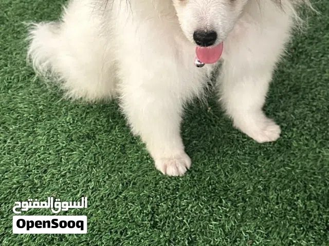 Pomeranian female