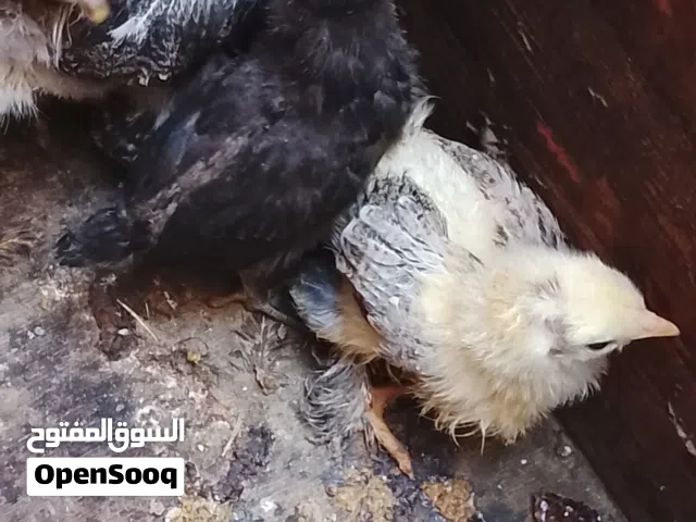 فلاليس براهمة