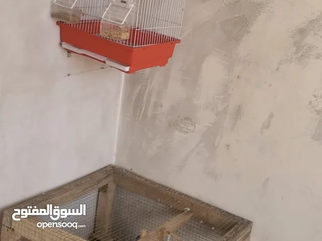 بيع طيور بادجي